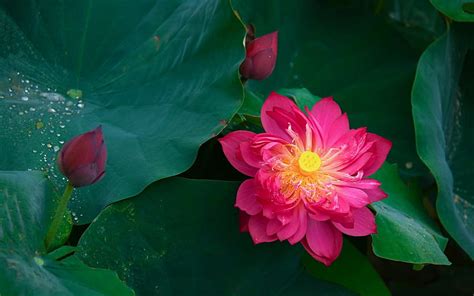 Red Lotus Flower Wallpaper