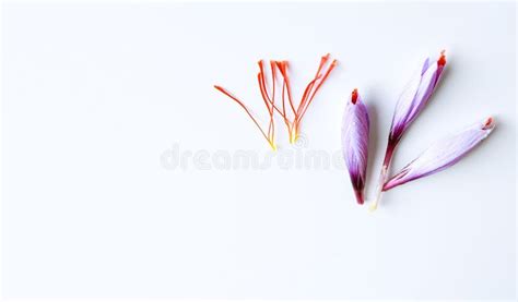 Fresh Saffron Flower On A Background Of Dried Saffron On A White Table