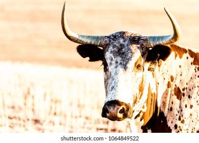 1,137 Nguni cattle Images, Stock Photos & Vectors | Shutterstock