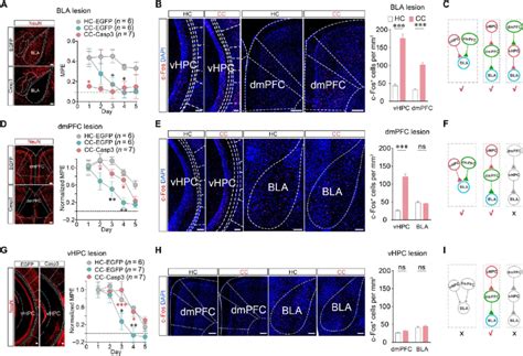 Possibilities Of Relationships Between Vhpc Dmpfc And Bla A Bla