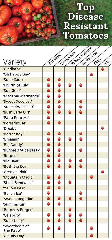 Disease Resistant Tomatoes Vegetablestomatoes Growing