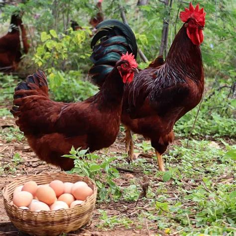 Best Laying Hens Best Egg Laying Chickens Keeping Chickens Heritage