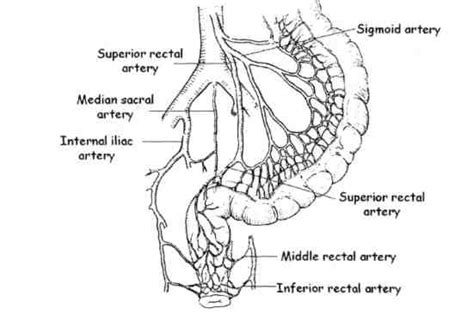 Superior Rectal Artery