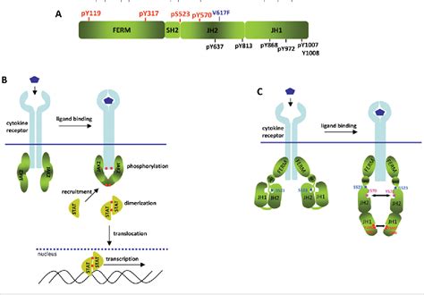 Figure From New Insights Into The Structure And Function Of The