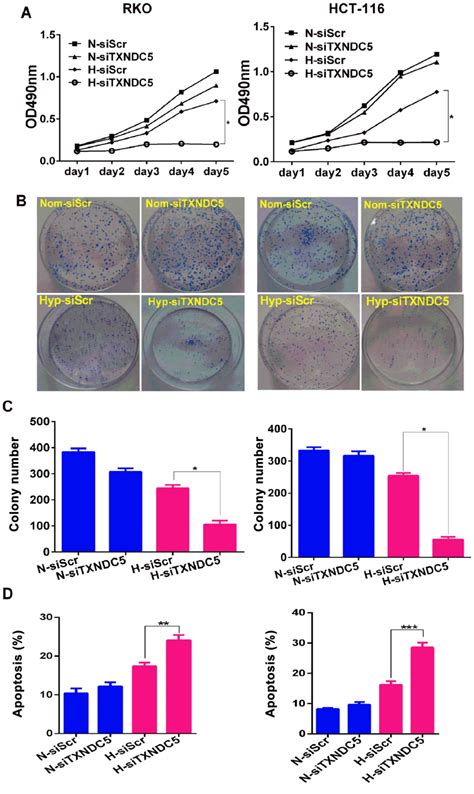 Role Of TXNDC5 In Tumorigenesis Of Colorectal Cancer Cells In Vivo And