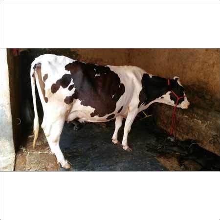 Hf Cow At Best Price In Karnal Haryana Vansh Dairy Farm