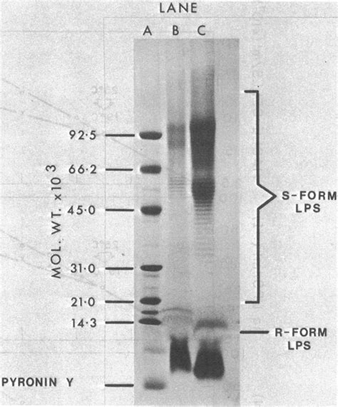 Electrophoretic Separation In A Sodium Dodecyl Sulfate Polyacrylamide