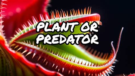 Feeding A Venus Flytrap Youtube