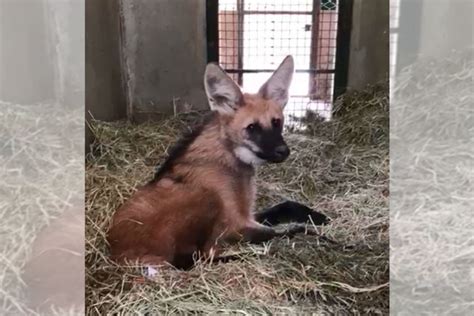 Pol Cia Ambiental Resgata Filhote De Lobo Guar Ferido Na Df