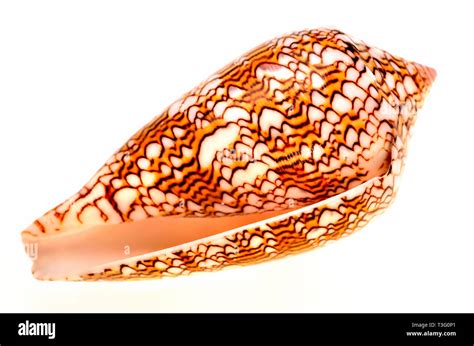 Textile Cone Shell Conus Textile C Cm Phillipines Stock Photo Alamy