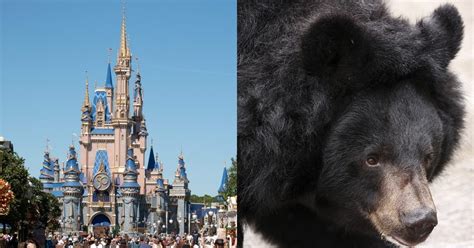 Black Bear Sighting Shuts Down Disney World