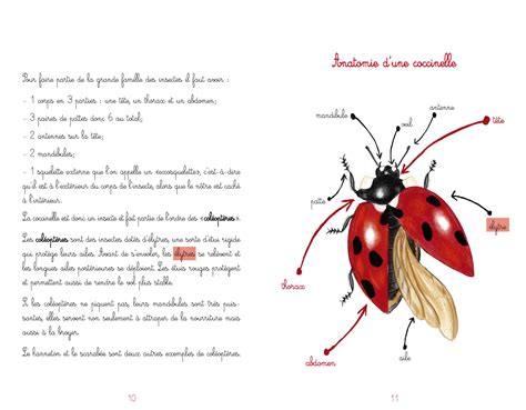 Le jardin de Juliette et Joséphine la coccinelle Faune Sauvage