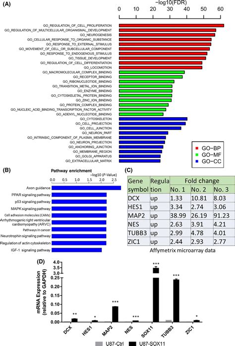 Affymetrix Genechip Microarrays And Qrt‐pcr Results Revealed That Sox11 Download Scientific