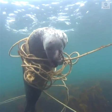 Abc Newsさんのインスタグラム動画 Abc Newsinstagram 「underwater Escape A Photographer Captured The Moment