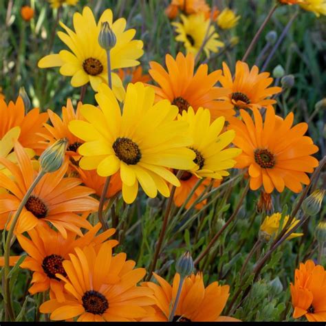 African Daisy Mixed Color Seeds African Daisy Seeds Etsy