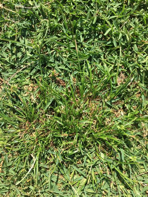 How To Remove Sedge Weeds From Your Lawn | myhomeTURF