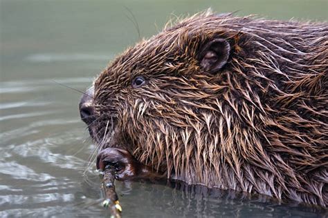 670+ Beaver Eating Wood Stock Photos, Pictures & Royalty-Free Images - iStock