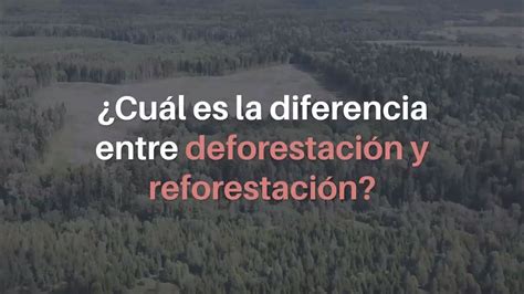 ¿cuál Es La Diferencia Entre Deforestación Y Reforestación Youtube