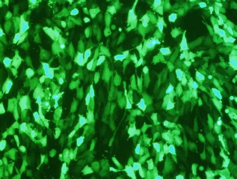 3T3 L1 Cell Avalanche Transfection Reagent EZ Biosystems