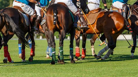 "Polo Game" Images – Browse 163 Stock Photos, Vectors, and Video | Adobe Stock