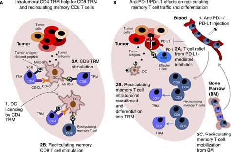 Tissue Resident Memory T Cells Trm And Recirculating Memory T Cell