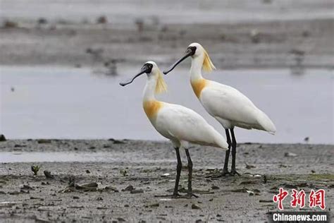 「黑面天使」世界瀕危鳥類黑臉琵鷺「做客」浙江溫嶺 每日頭條