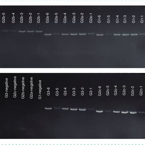 Pcr Products Visualized On A Agarose Gel Stained With Ethidium