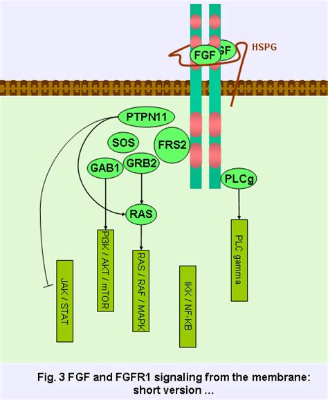 Fgfr Fibroblast Growth Factor Receptor