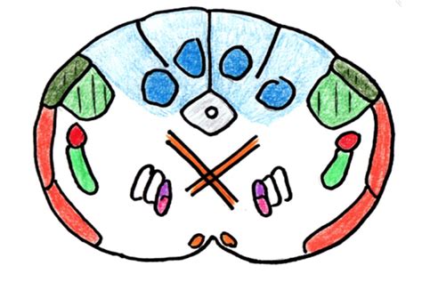 Medulla Pyramidal Decussation Diagram Quizlet