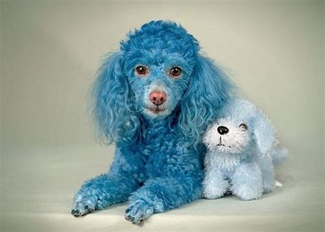 Blue Poodle Toy Poodle Puppies Poodle Puppy Puppies And Kitties