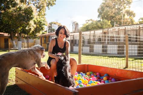 Hotel Para Cachorro Saiba Como Montar Um