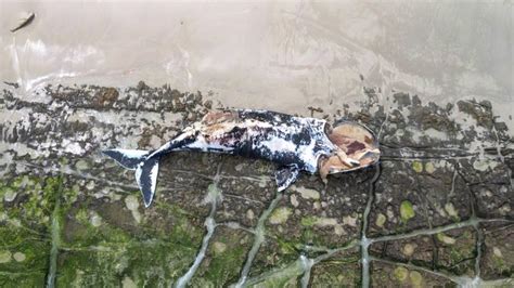 Southern Right Whale Carcass Sparks Shark Alert At Albany Beach ‘cannot Be Removed’ Due To