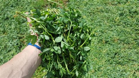 When Should You Cut First Crop Alfalfa? | Dairy Herd