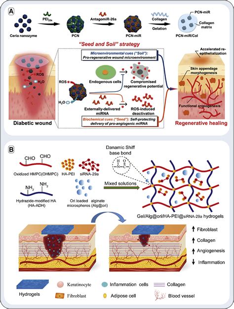 Gene Therapy To Enhance Angiogenesis In Chronic Wounds Molecular