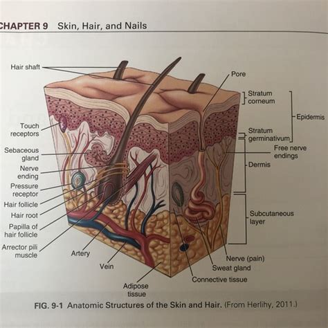 Chapter Skin Hair Nails Assessment Flashcards Quizlet