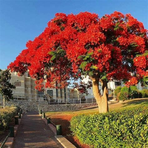 Delonix Regia Tree Of Fire Flamboyant Royal Poinciana 10 Seeds