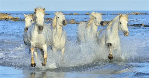 #766921 Horses, Water, White, Run, Water splash - Rare Gallery HD ...