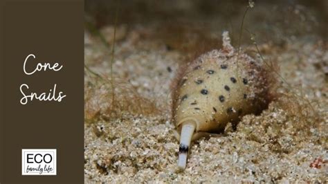 Do Snails Bite Humans? | Plus Poisonous Snail Species - Eco Family Life