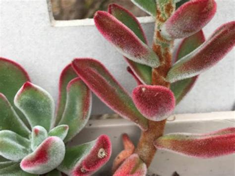 9 Types Of Fuzzy Succulents And How To Care For Them Smart Plants