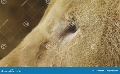 Pregnant Female White Lion The White Lions Are A Colour Mutation Of The