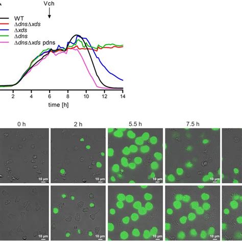 The Two Extracellular Nucleases Of V Cholerae Are Able To Degrade