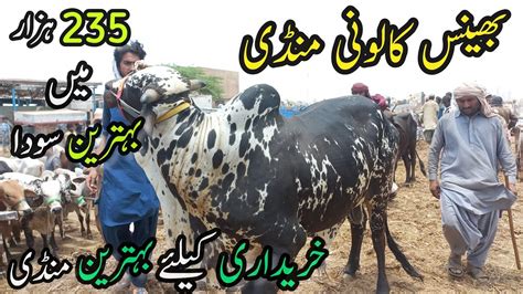 Bhains Colony Mandi Rates Update 17 May 2023 Cow Mandi 2023 Youtube