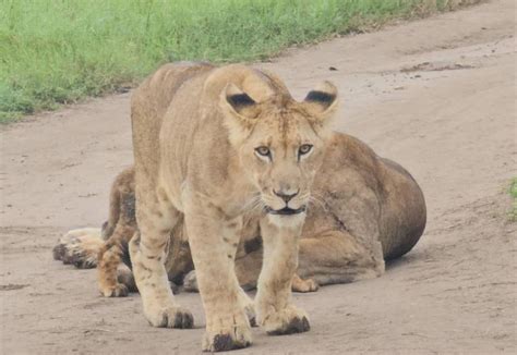 4 Day Trip To Nairobi And Lake Nakuru National Park Tukana Wild Safaris