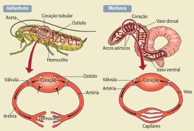 Circula O Aberta X Circula O Fechada