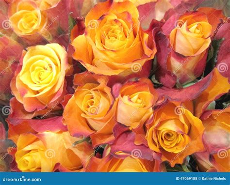 Orange Yellow Rose Bouquet Stock Photo Image Of Color 47069188