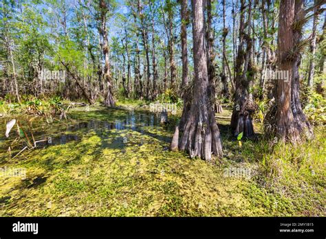 Bald Cypress Trees Reflecting In The Water In A Florida Swamp On A Warm