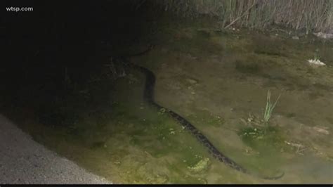 Holy Python 17 Foot Snake Captured In South Florida