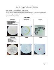 Steinhilber Kira FungiCnidariaPorifera Docx Lab 06 Fungi Porifera