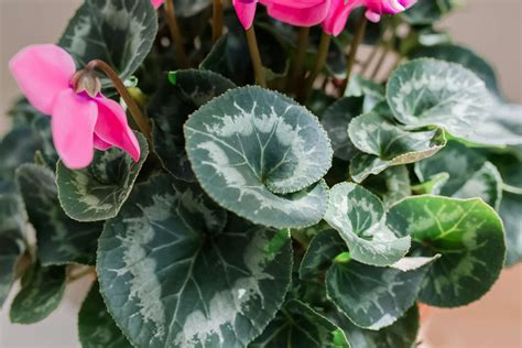 How To Grow And Care For Cyclamen