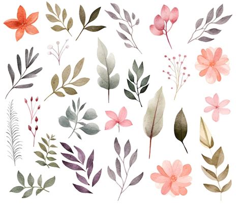 Premium Vector Watercolor Botanical Illustrations Set